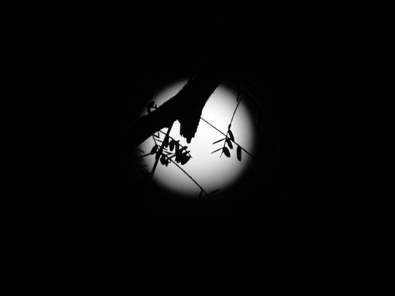 Moon Leaves<br>by Fadi