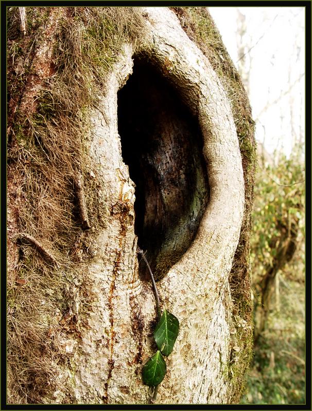 Hole in Tree<br>by Cynthiana Kenison