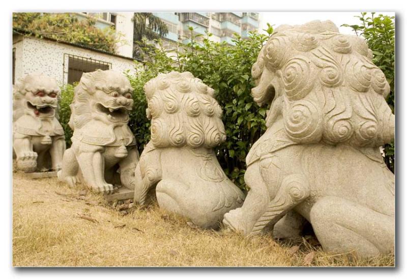 Lions playing<br>by jrdu