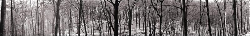 Not to see the wood for the trees*<br>by Franky2005