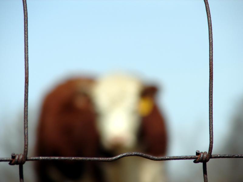 <b>9th Place</b><br>Animal Farm<br>by Pearl