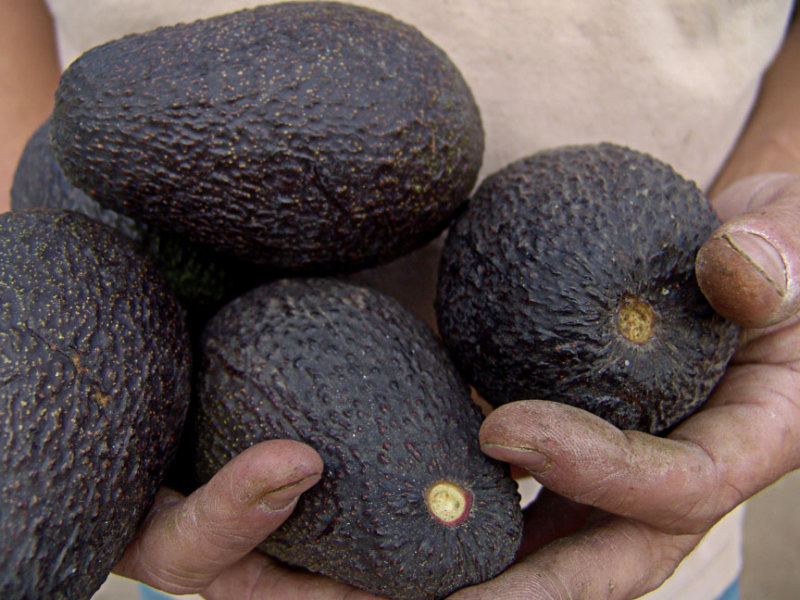 Worker with Hass Avocados<br> by mexiwolf