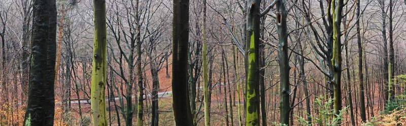 10th Place (tie)<br>In the woods<br>by Jean-Gaspard Deburau