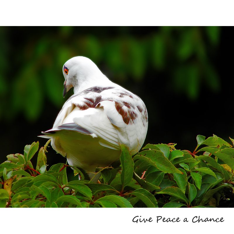 Give Peace a Chance<br>by marcelezza