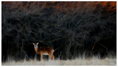 Whitetail Deer by Norbert