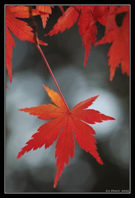 7th Place (tie)Autumn Minimalism  by IanZ28