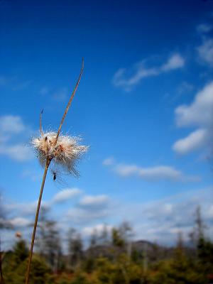 cotton grass...cotton clouds