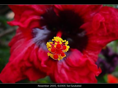 Red Flower<br>by Ted.Sz