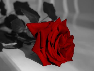 A Red Rose*by Wojtas