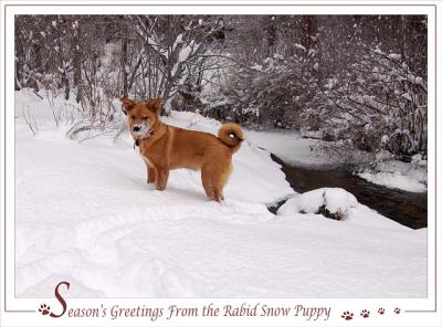 Greetings from the Rabid Snow Puppy* <br> by mlynn