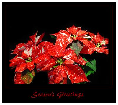 Season's Greetingsby Mark Hall