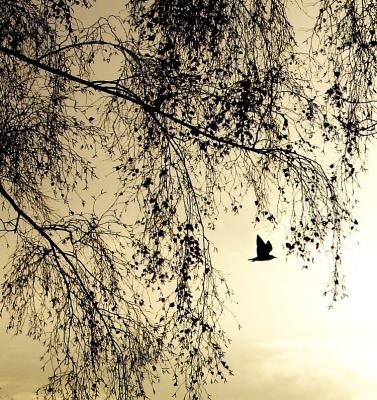 Bird in the sky*by Patty88