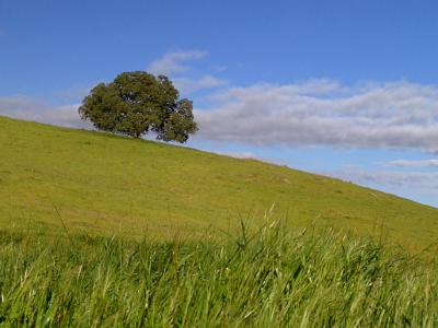 Eligible Header - Do Not Vote