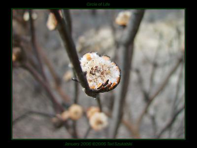 Circle of Lifeby Ted Szukalski