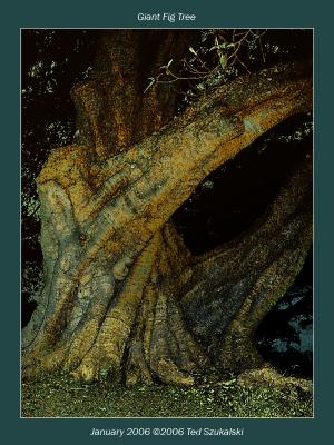Giant Fig Treeby Ted Szukalski