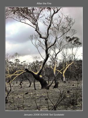 After the Fireby Ted Szukalski