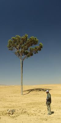 10th Place [Tie]Survival; Bedouin and tree in the Negev Desert (Israel)by Yehuda