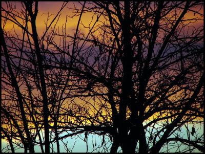 Sunset Trees*