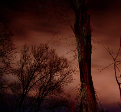 Trees by Night*by Tessa