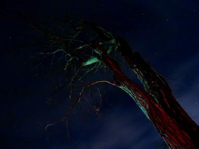Midnight Trees*by Tessa
