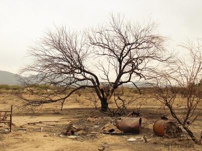 Tree of Fire