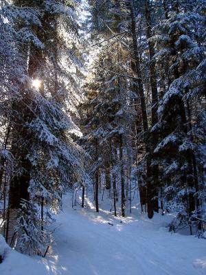 Sun...Snow...Spruce