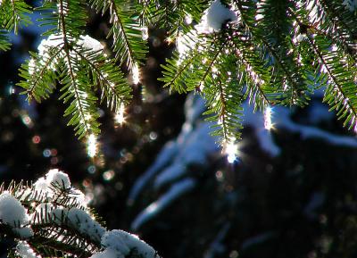 Natural Ornaments