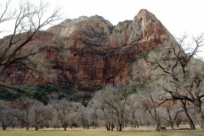 Zion Canyon Treesby R1er