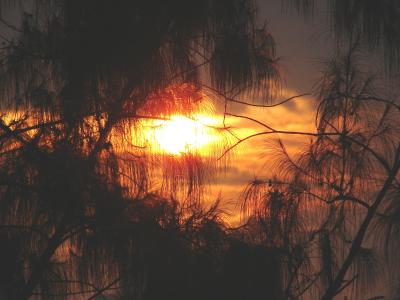 Casuarina trees at sunrise*by Suro