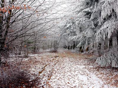 Frosty Forest Path