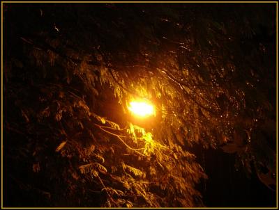 Street lamp, tree & rain by Tabrizi