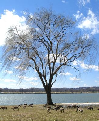 Potomac breeze