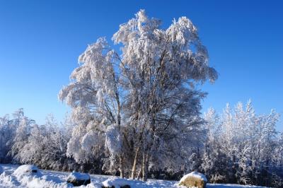 Arctic Frostby Andre Thibodeau