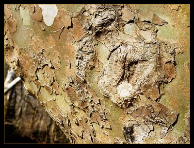 Tree Bark  by Cynthiana Kenison