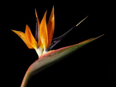 Bird of Paradise * by Nifty