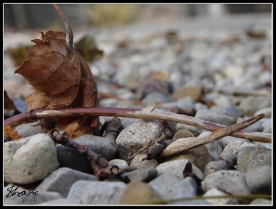 Tiny Pebbles*