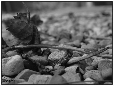 Tiny Pebbles-BW.jpg