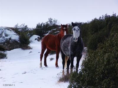 Warm Look in Cold Weatherby Pablo F.S.