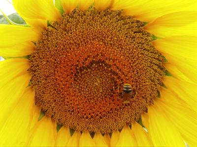 Busy Bee  by Madeleine L. Taylor