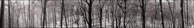 Not to see the wood for the trees*by Franky2005