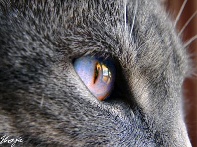 Cat's Eye*