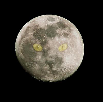 <b>Moon Cat</b> <br> by inframan
