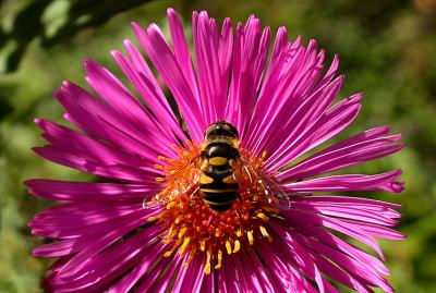 Bee # 3