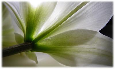g3/06/8406/3/58761846.Lily.jpg