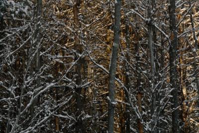 Morning Forest Light