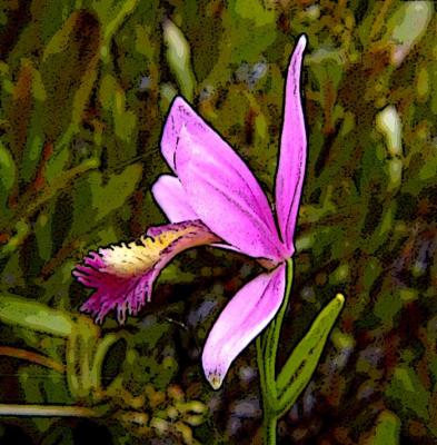 Rose Pogonia (sample)by Gordon Keyes