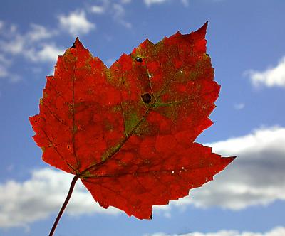 Leaf & Sky (sample)by Gordon Keyes