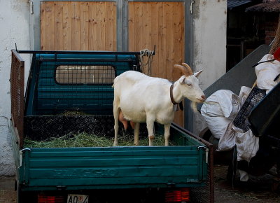 Returning from pasture