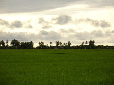 Paddy (Rice) Field by Tabrizi