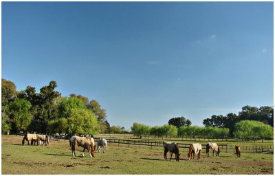 Horse farm<br>by Alopa